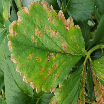 Sample image from Strawberry Disease Detection