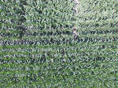 Sample image from Maize Tassel Detection