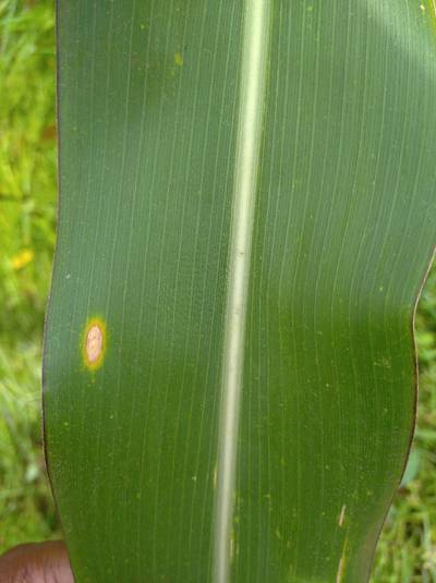 Sample image from Makerere University Maize