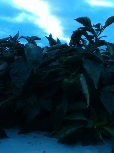 Sample image from QHDF
