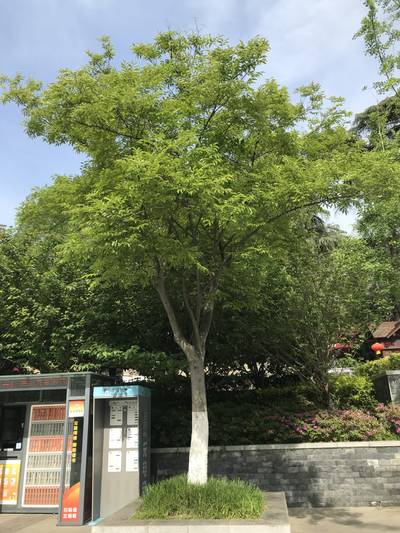 Sample image from Urban Street: Tree