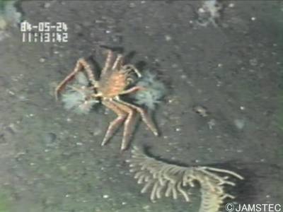 Sample image from Trash-ICRA19