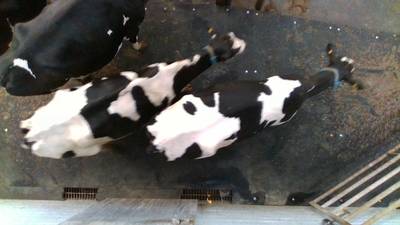 Sample image from Cows2021
