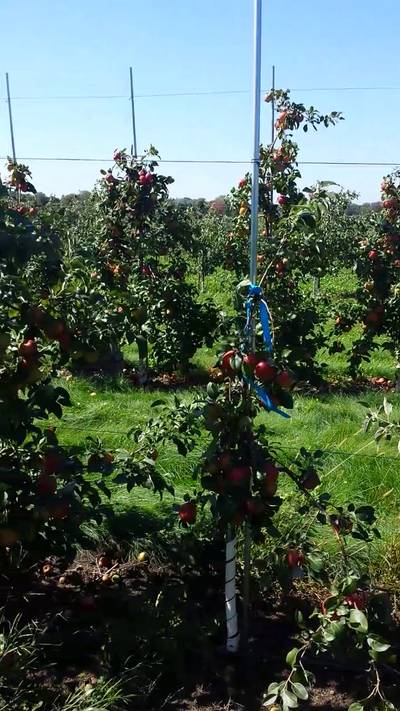 Sample image from MinneApple