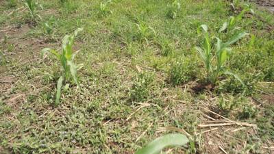 Sample image from Maize-Weed Image