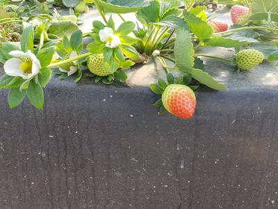 Sample image from StrawDI_Db1