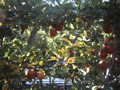 Sample image from Apple from Orchard Environment