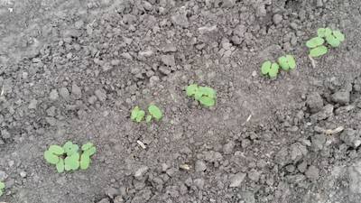Sample image from DeepSeedling