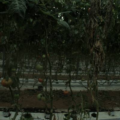 Sample image from tomatOD