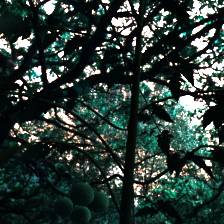 Sample image from Synthetic Plants