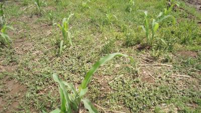 Sample image from Maize-Weed Image