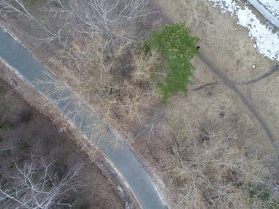 Sample image from LADD: Lacmus Drone Dataset
