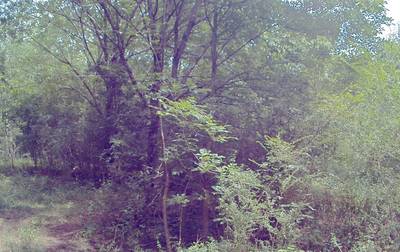 Sample image from CaT