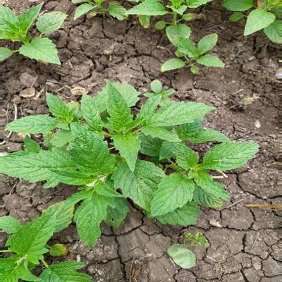 Sample image from Crop and Weed Detection