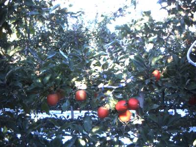 Sample image from Apple Dataset Benchmark from Orchard Environment