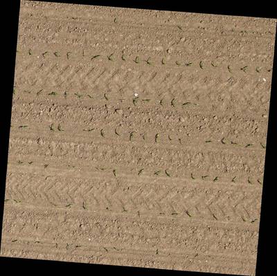 Sample image from Plant Detection and Counting