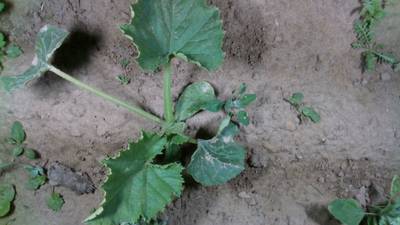 Sample image from Dataset of Annotated Food Crops and Weed Images