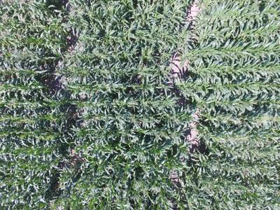 Sample image from Maize Tassel Detection