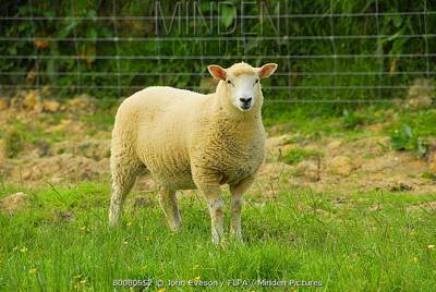 Sample image from Sheep Detection