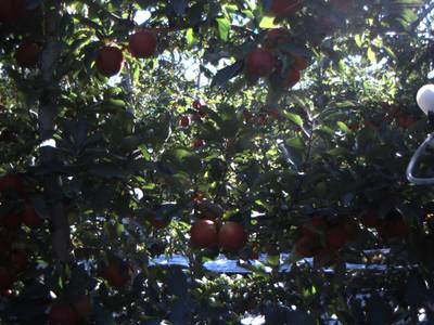 Sample image from Apple Dataset Benchmark from Orchard Environment