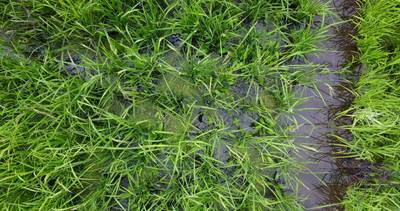 Sample image from Paddy Rice Imagery