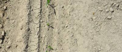 Sample image from WeedMaize