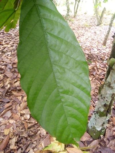 Sample image from KaraAgro AI Cocoa