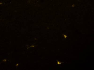 Sample image from Fluorescent Neuronal Cells