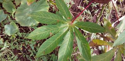 Sample image from Makerere University Cassava