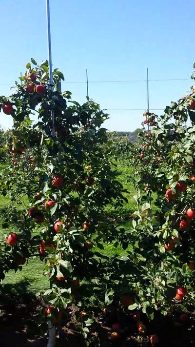Sample image from MinneApple