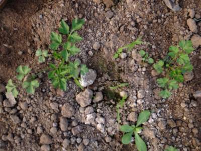 Sample image from Carrot-Weed