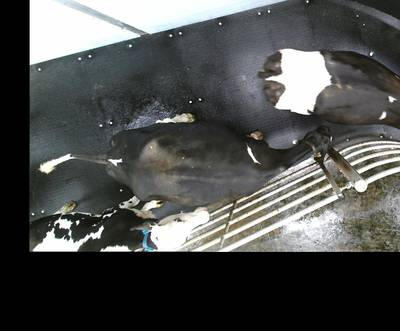 Sample image from OpenCow2020