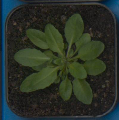 Sample image from Plant Growth Segmentation