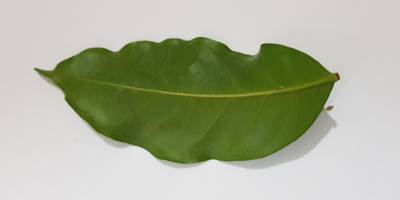 Sample image from Coffee Leaf Biotic Stress