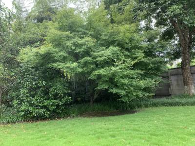 Sample image from Urban Street: Tree Classification