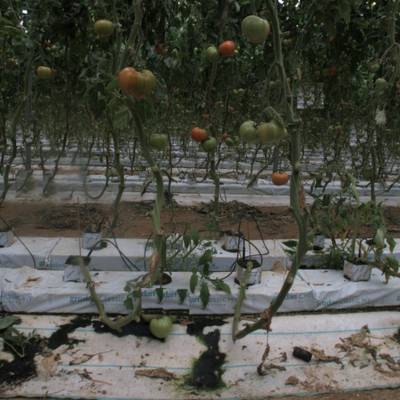 Sample image from tomatOD