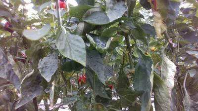Sample image from Sweet Pepper