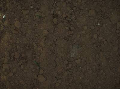Sample image from Sugar Beets 2016