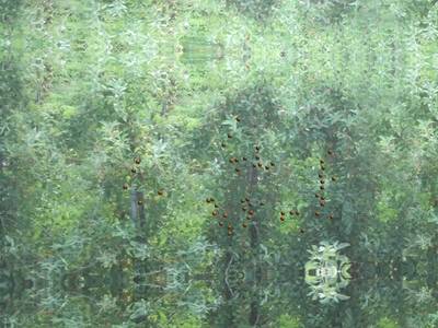 Sample image from Simulated-Orchards