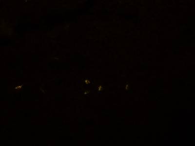 Sample image from Fluorescent Neuronal Cells