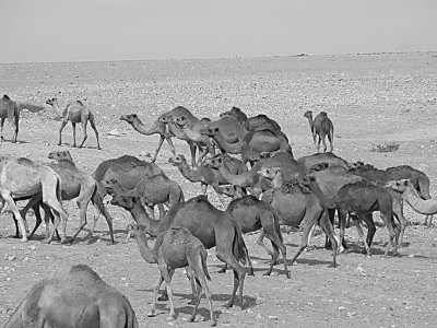 Sample image from Hoofed Animals