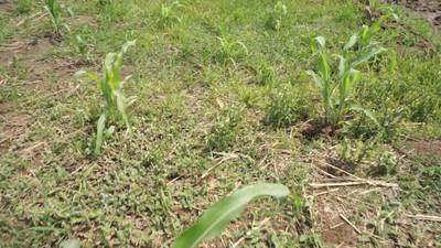 Sample image from Maize-Weed Image