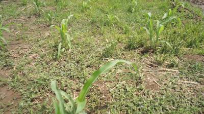 Sample image from Maize-Weed Image