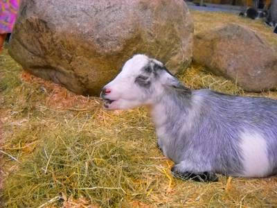 Sample image from Goat Image
