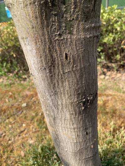 Sample image from Urban Street: Trunk
