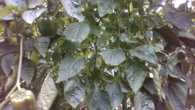 Sample image from Sweet Pepper