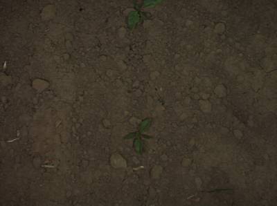 Sample image from Supervisely HRDA Plants Demo