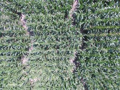 Sample image from Maize Tassel Detection