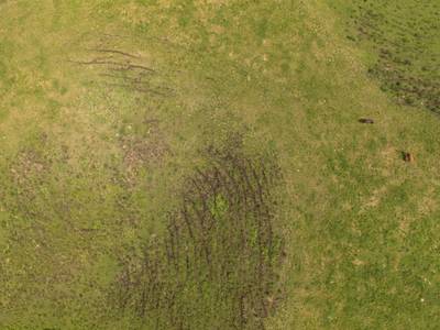 Sample image from Cattle Detection and Counting in UAV Images