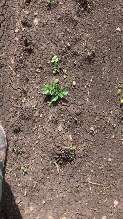 Sample image from Supervisely Potatoes